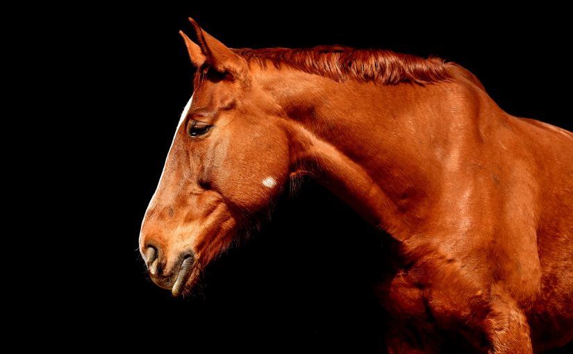 Выразительный портрет лошади